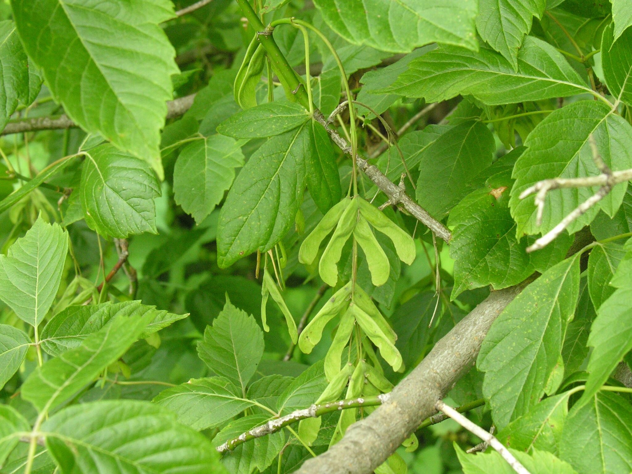 boxelder – Woody Plants of Ohio