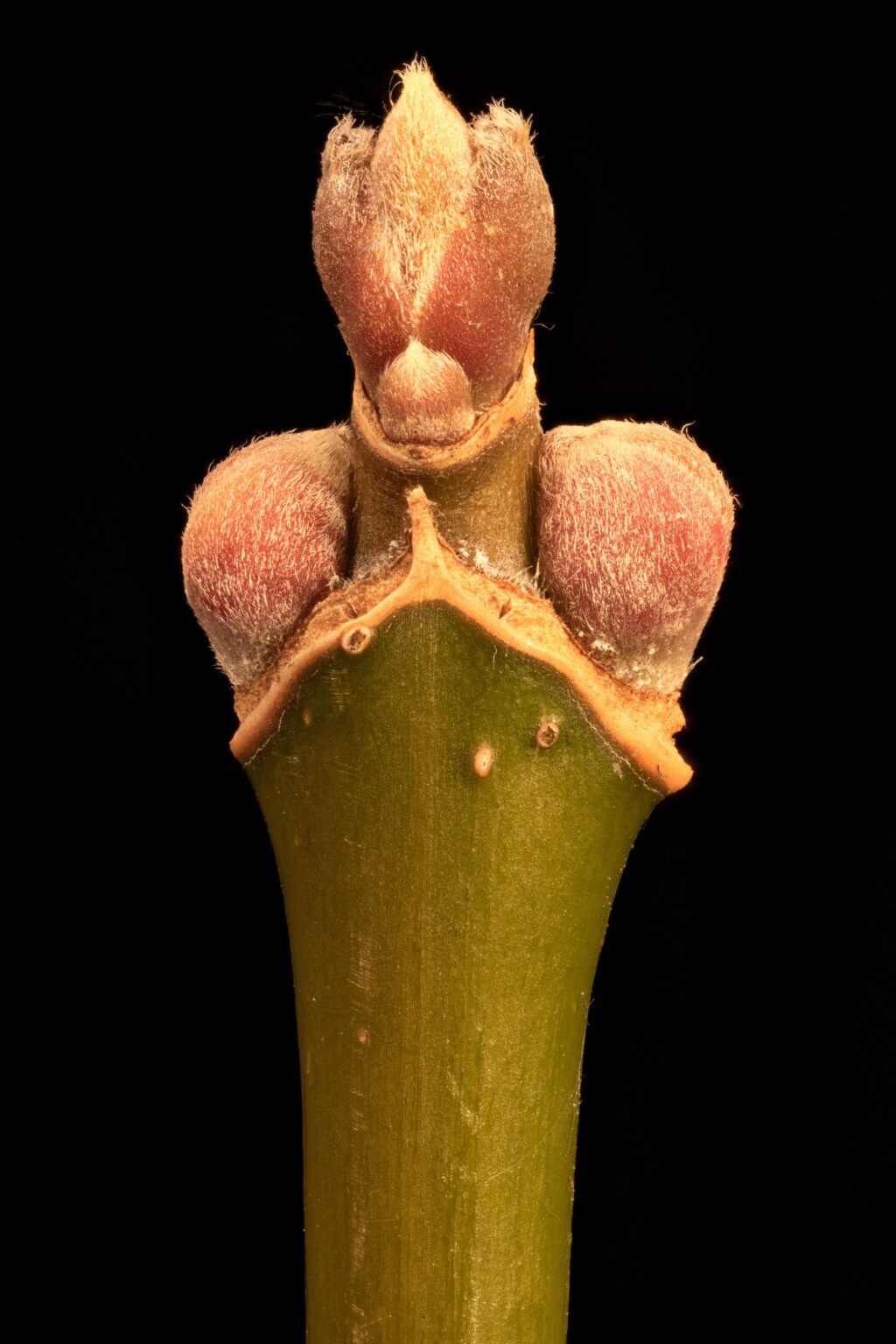 Boxelder Woody Plants Of Ohio