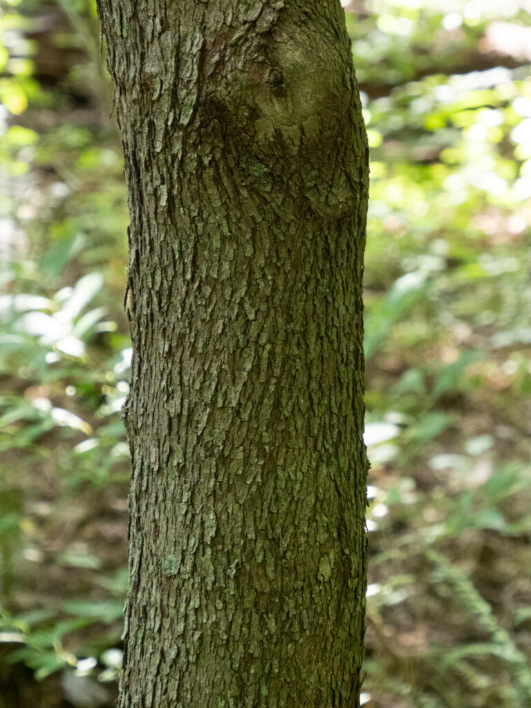 eastern redbud – Woody Plants of Ohio