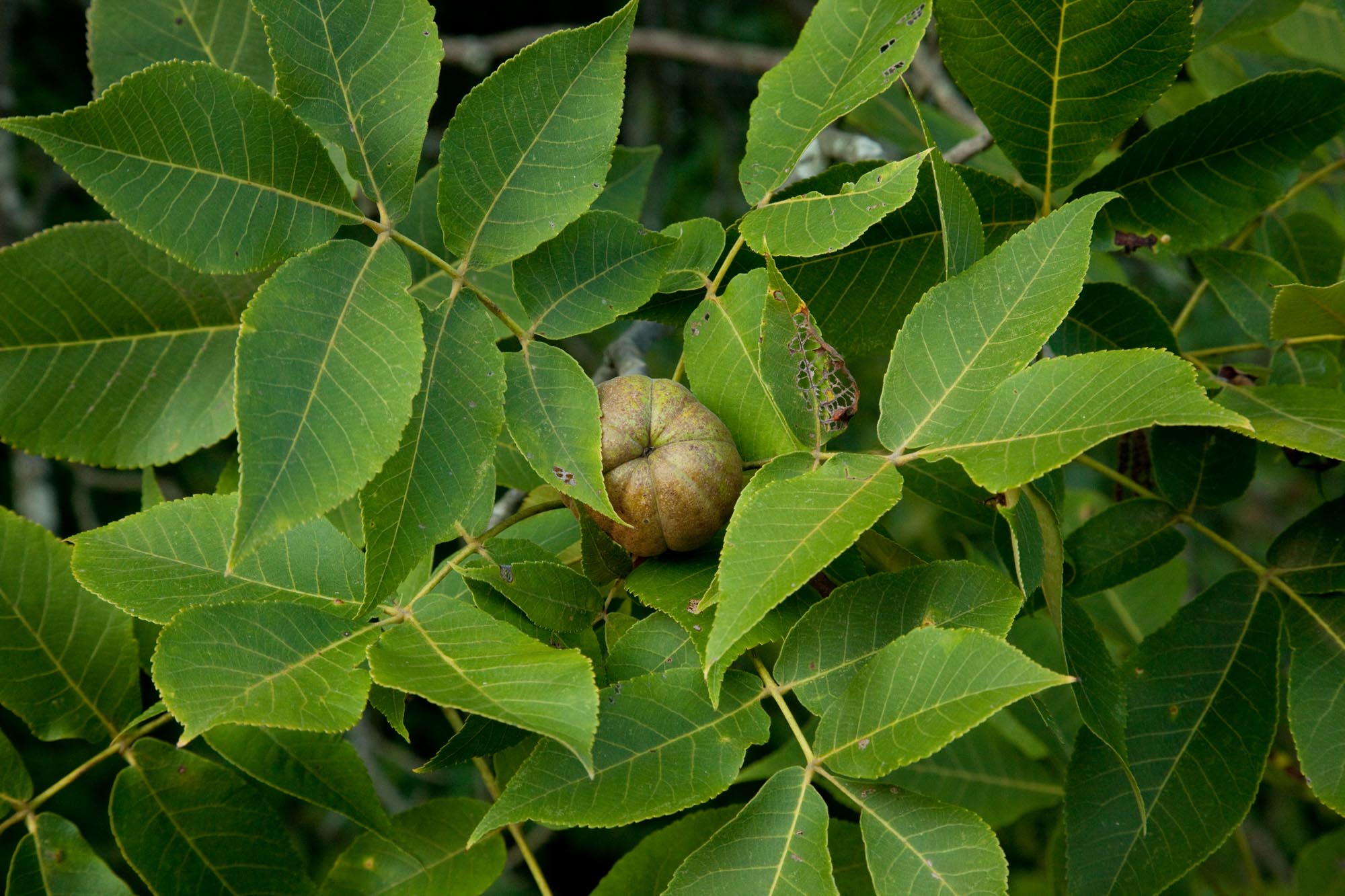 Carya ovata – Woody Plants of Ohio