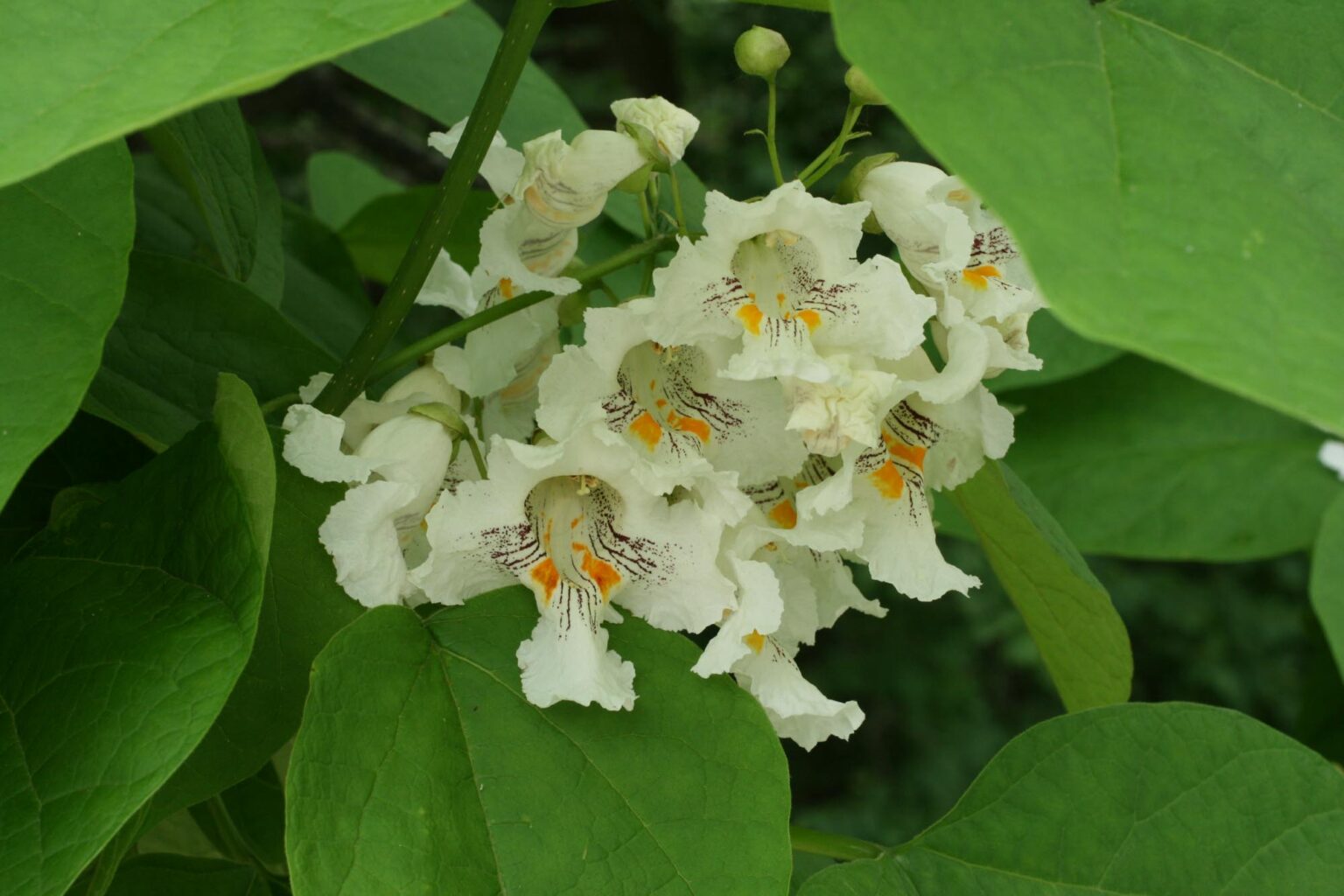 Catalpa species – Woody Plants of Ohio