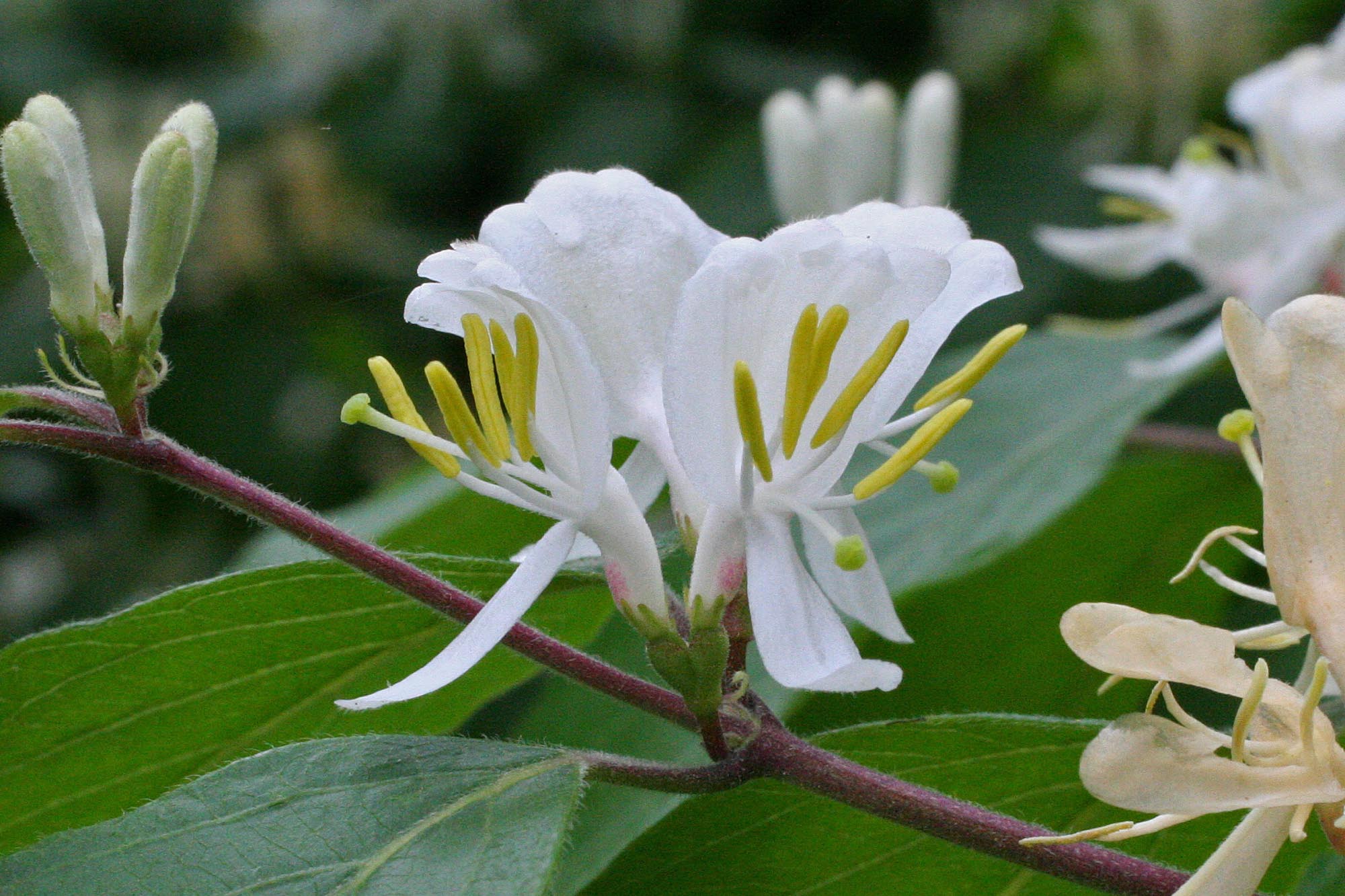 Amur honeysuckle Woody Plants of Ohio