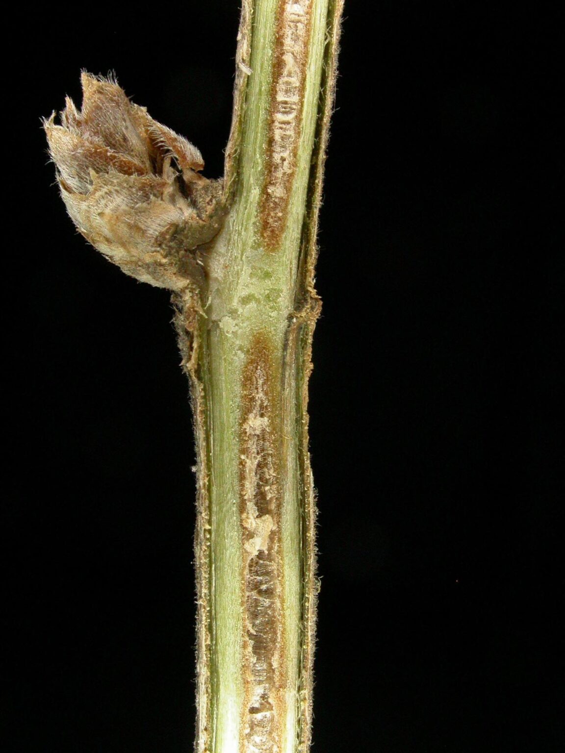 Amur honeysuckle Woody Plants of Ohio