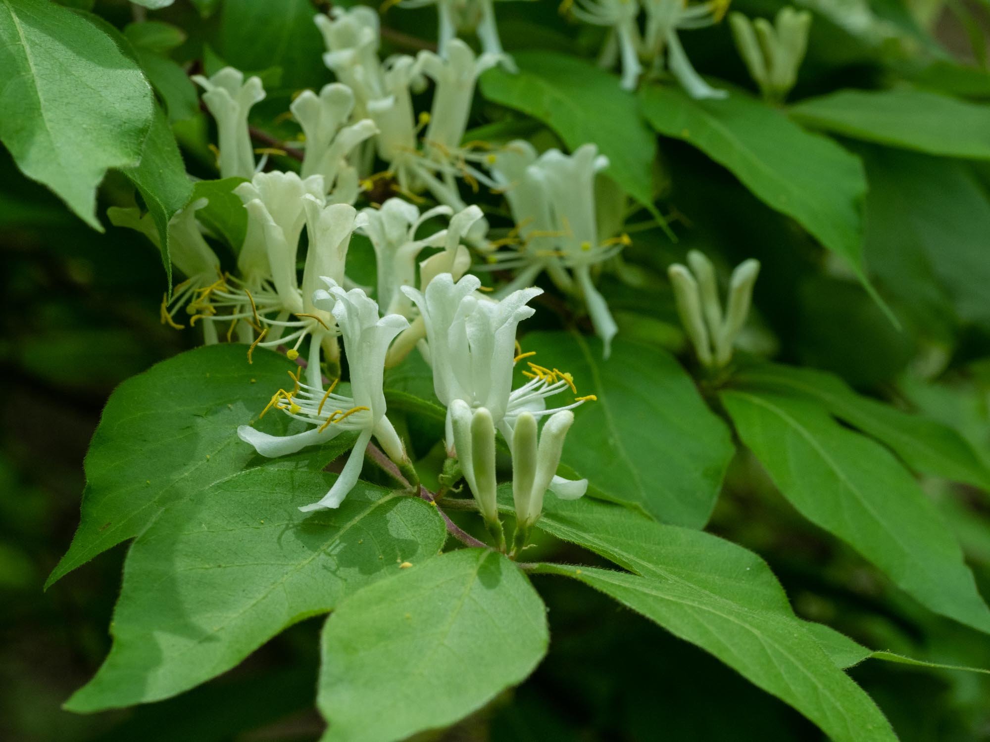 Amur honeysuckle Woody Plants of Ohio