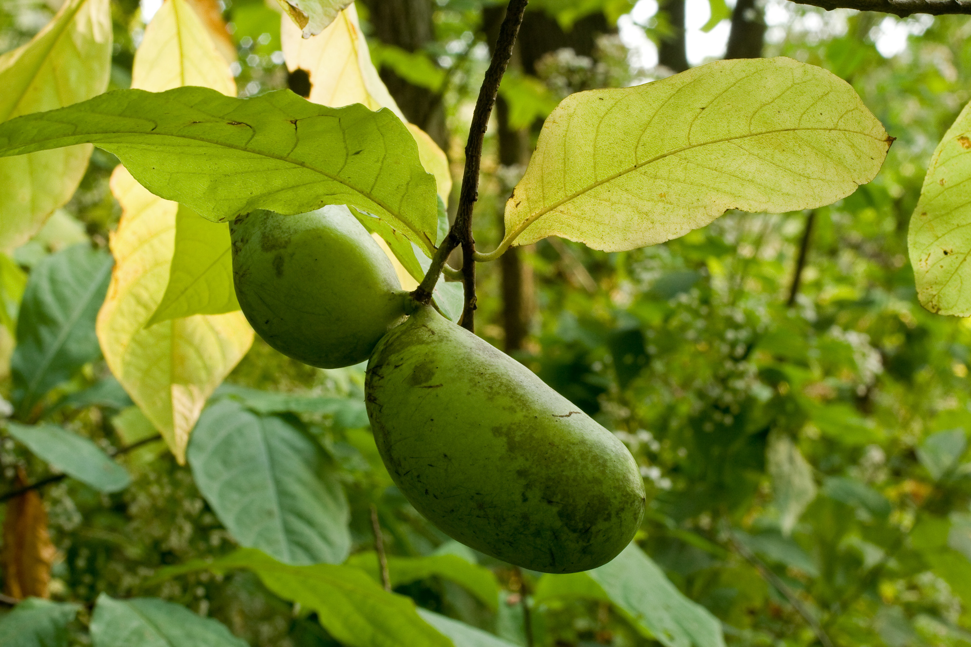 pawpaw – Woody Plants of Ohio