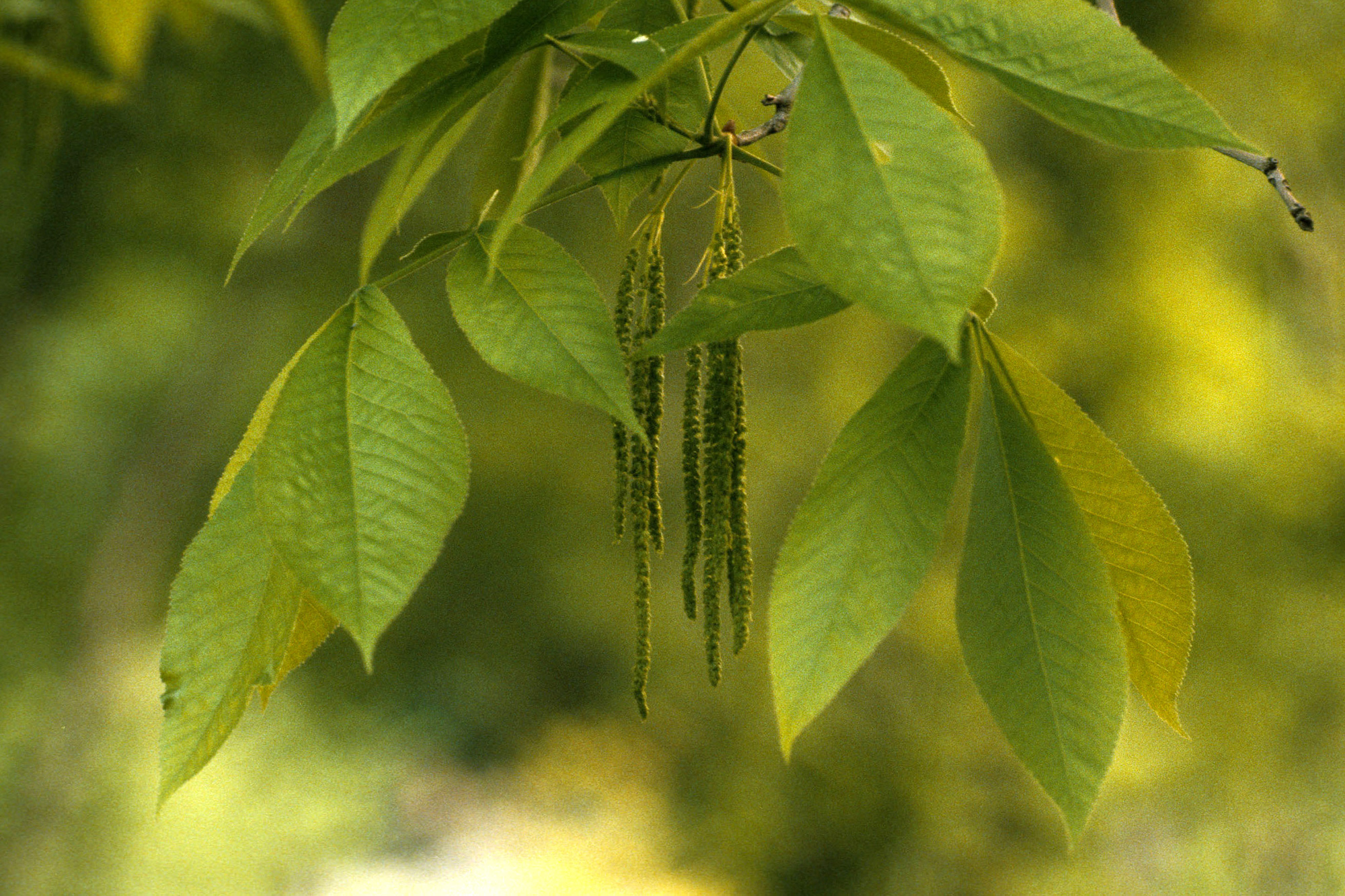 shagbark hickory Woody Plants of Ohio