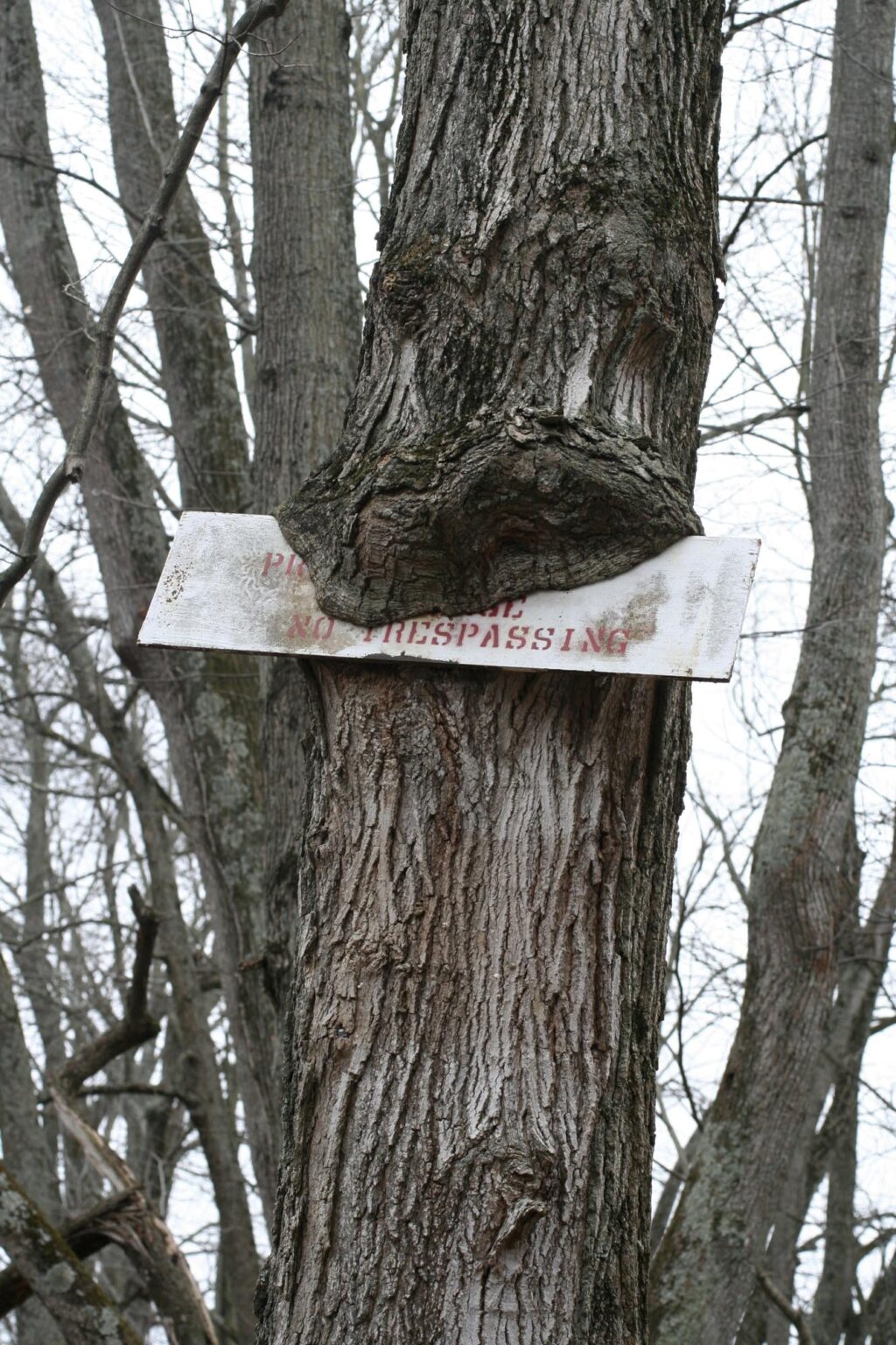 sugar maple – Woody Plants of Ohio