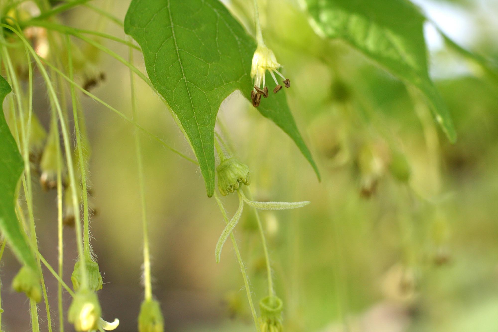 sugar maple Woody Plants of Ohio