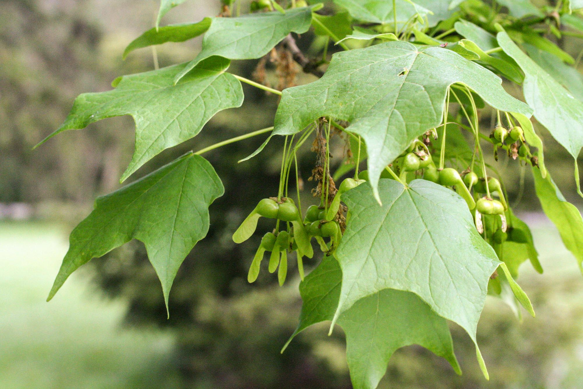 Sugar Maple Woody Plants Of Ohio Sugar Maple Woody Plants Of Ohio