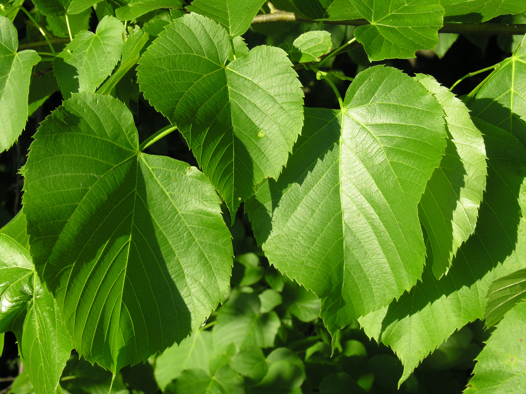 American Basswood Woody Plants Of Ohio