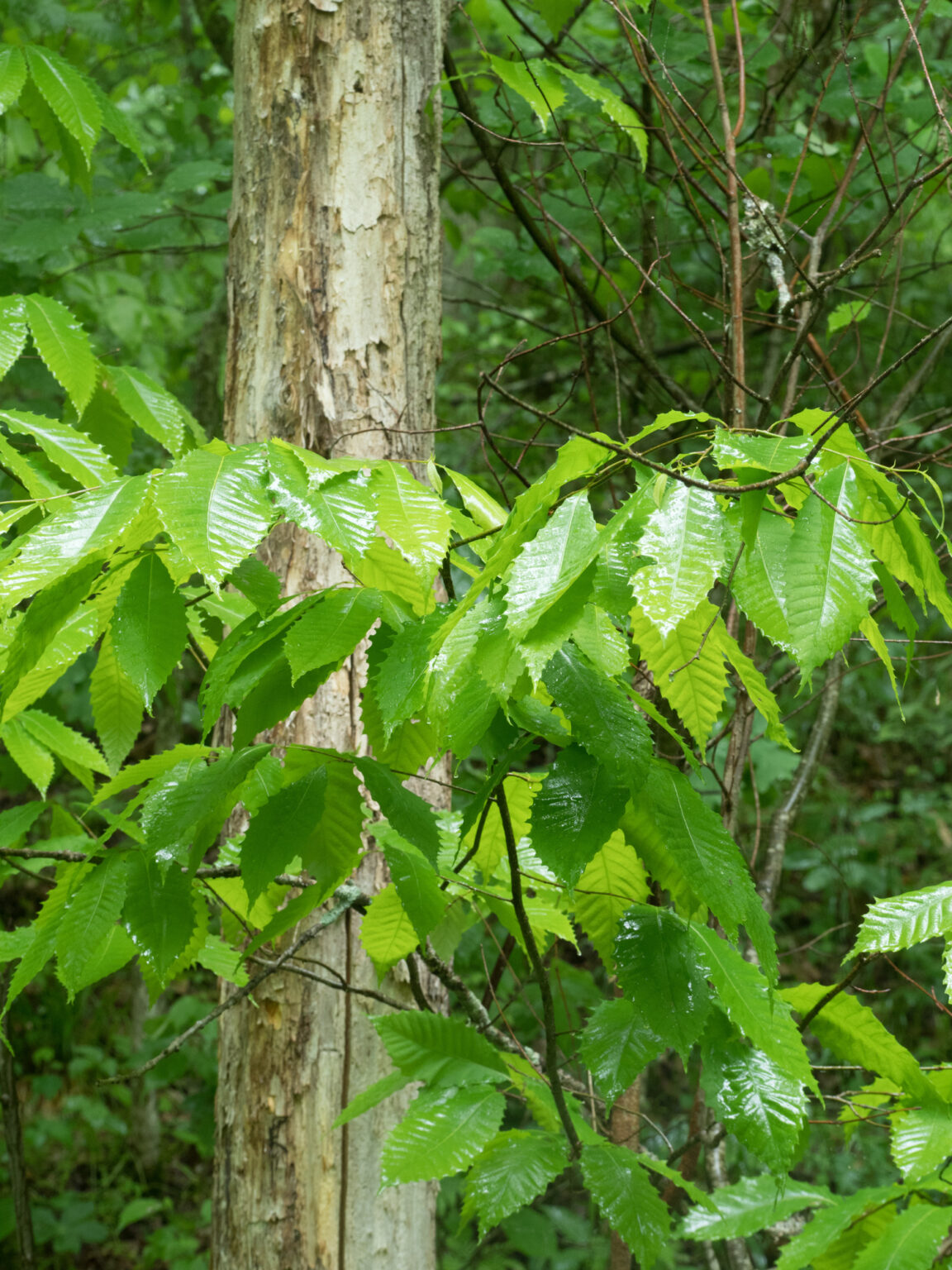 American chestnut Woody Plants of Ohio