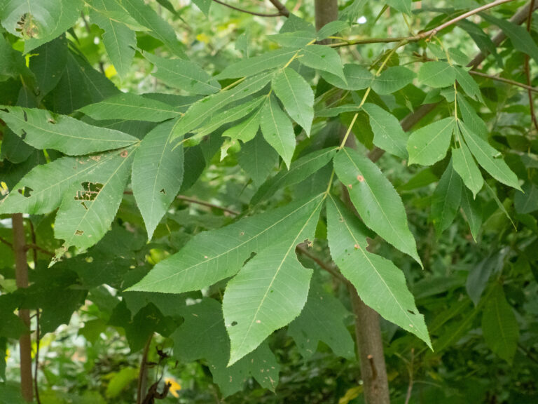 bitternut hickory – Woody Plants of Ohio