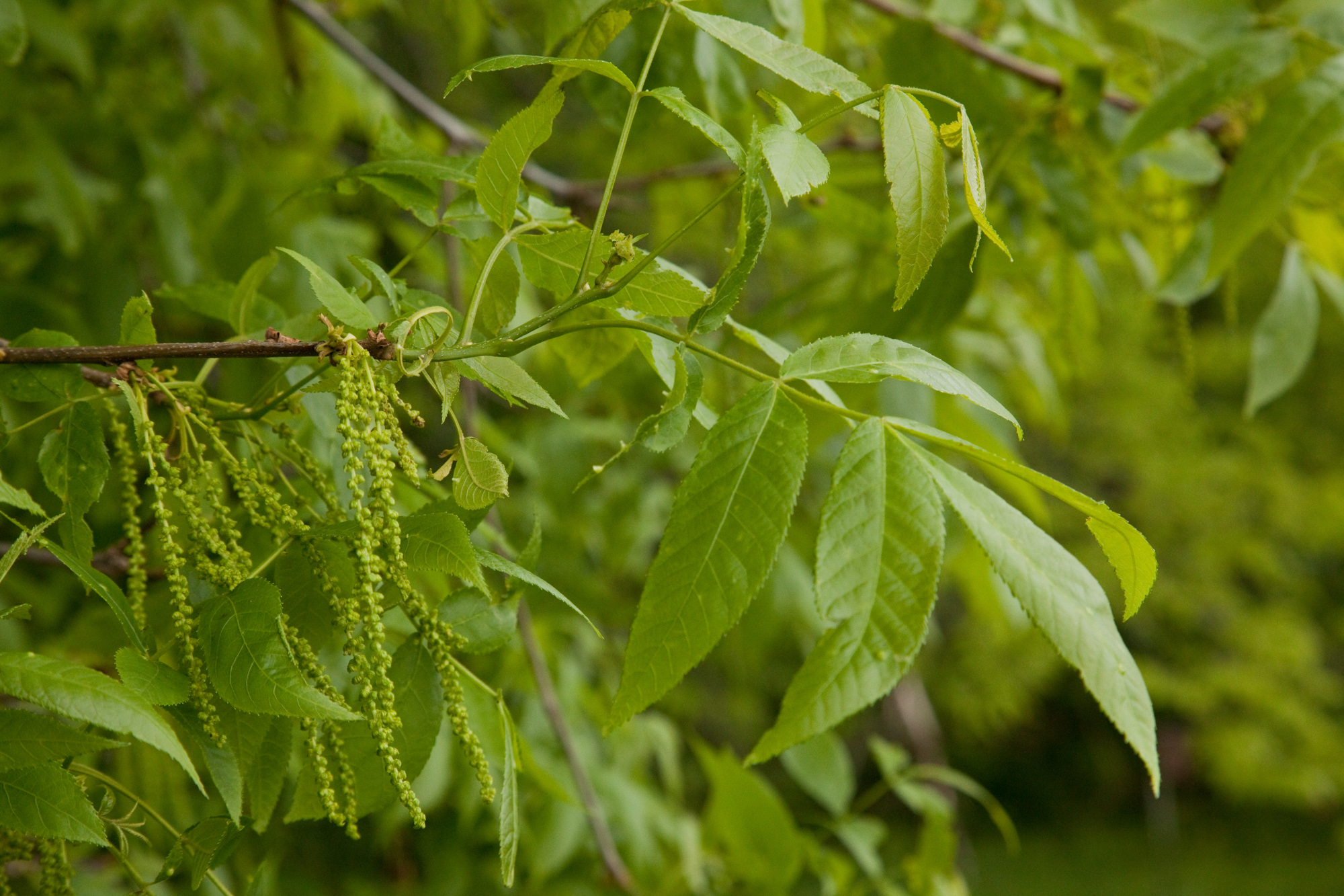 bitternut hickory Woody Plants of Ohio