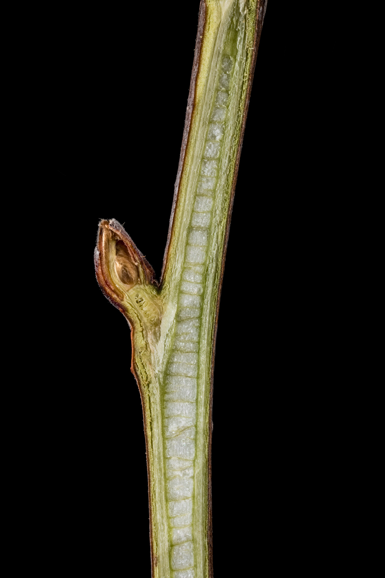 black-gum-woody-plants-of-ohio