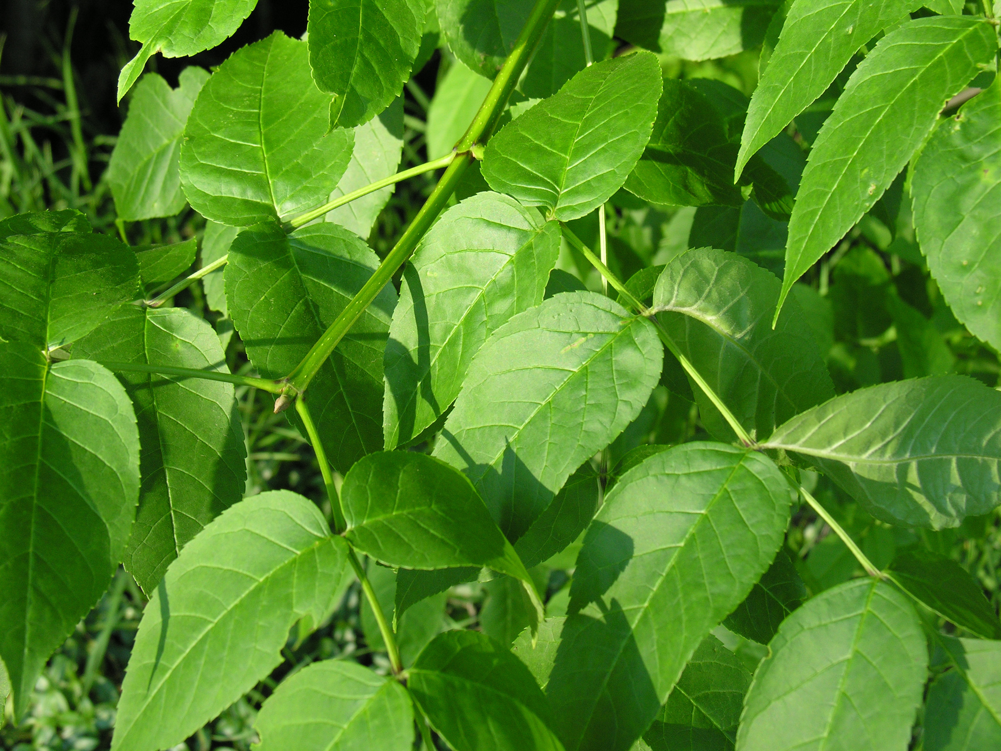 blue ash Woody Plants of Ohio