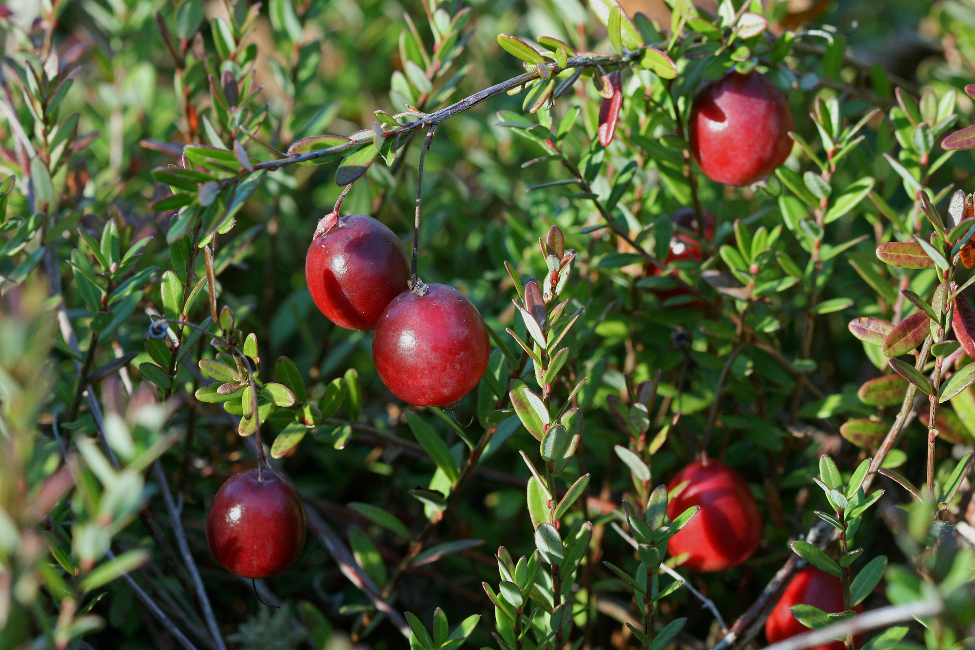 blueberry spp. Woody Plants of Ohio