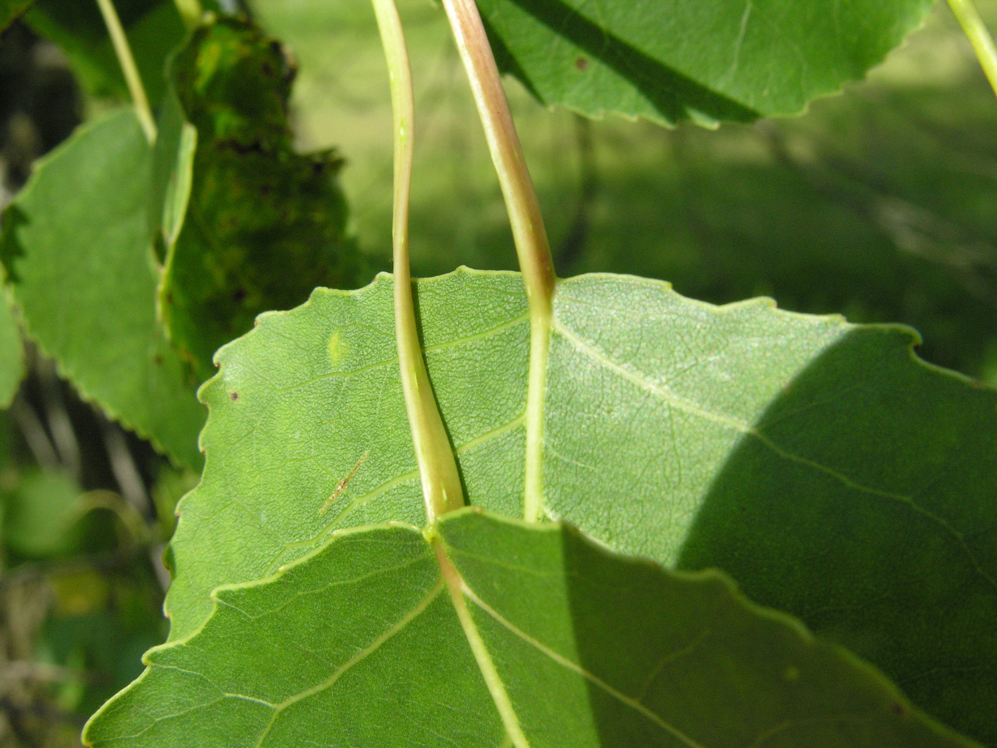 eastern cottonwood Woody Plants of Ohio
