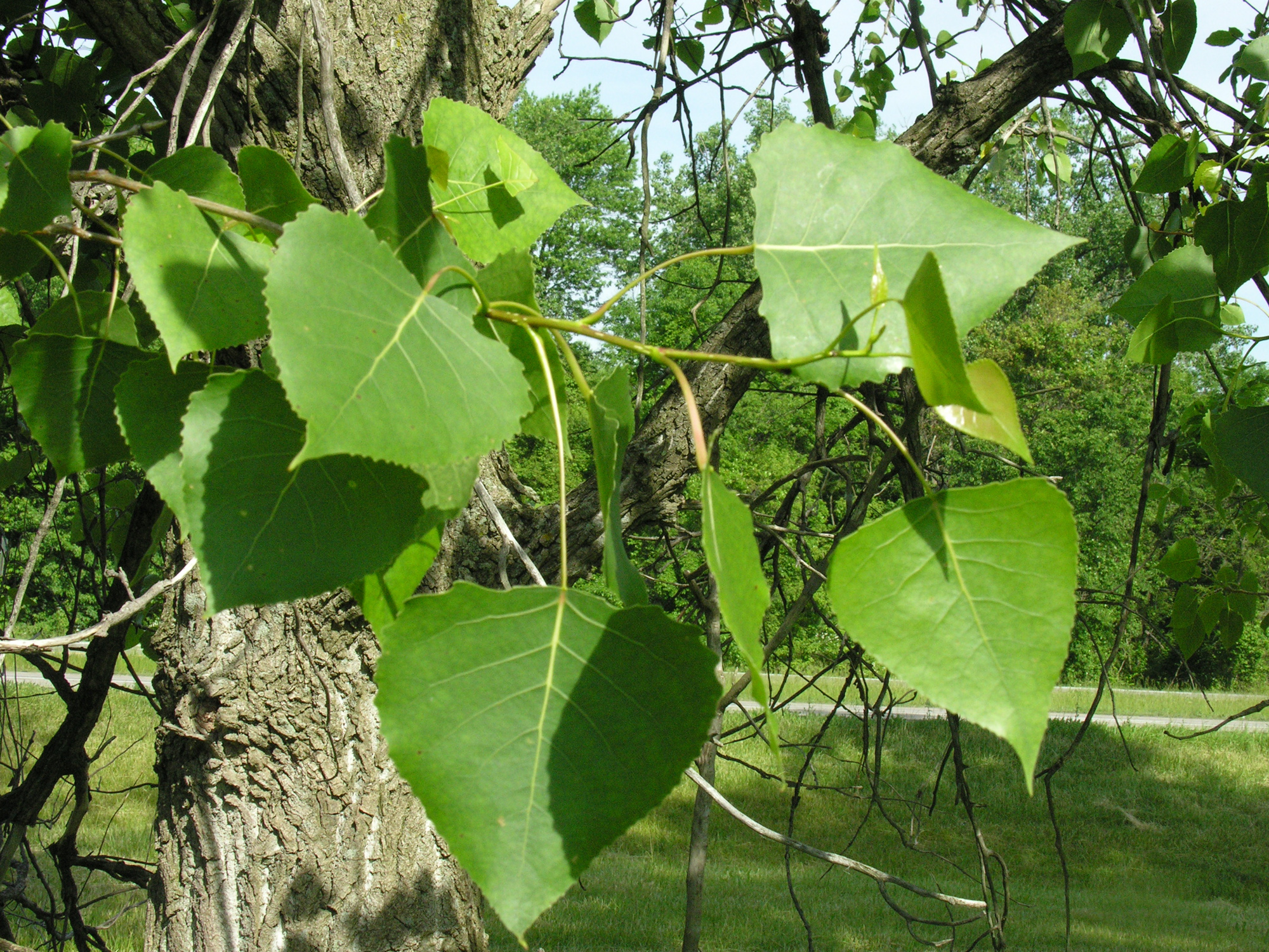 eastern cottonwood Woody Plants of Ohio