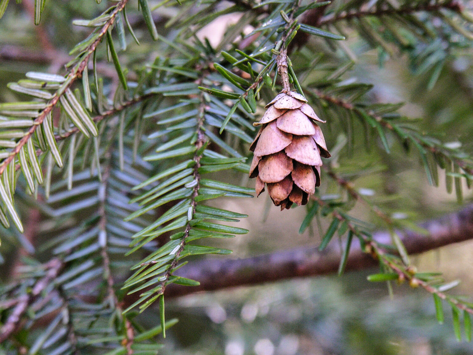 eastern hemlock – Woody Plants of Ohio