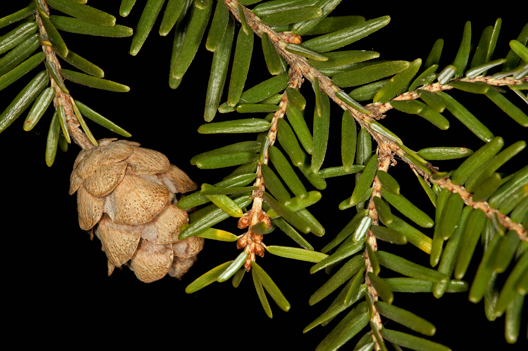 eastern hemlock Woody Plants of Ohio