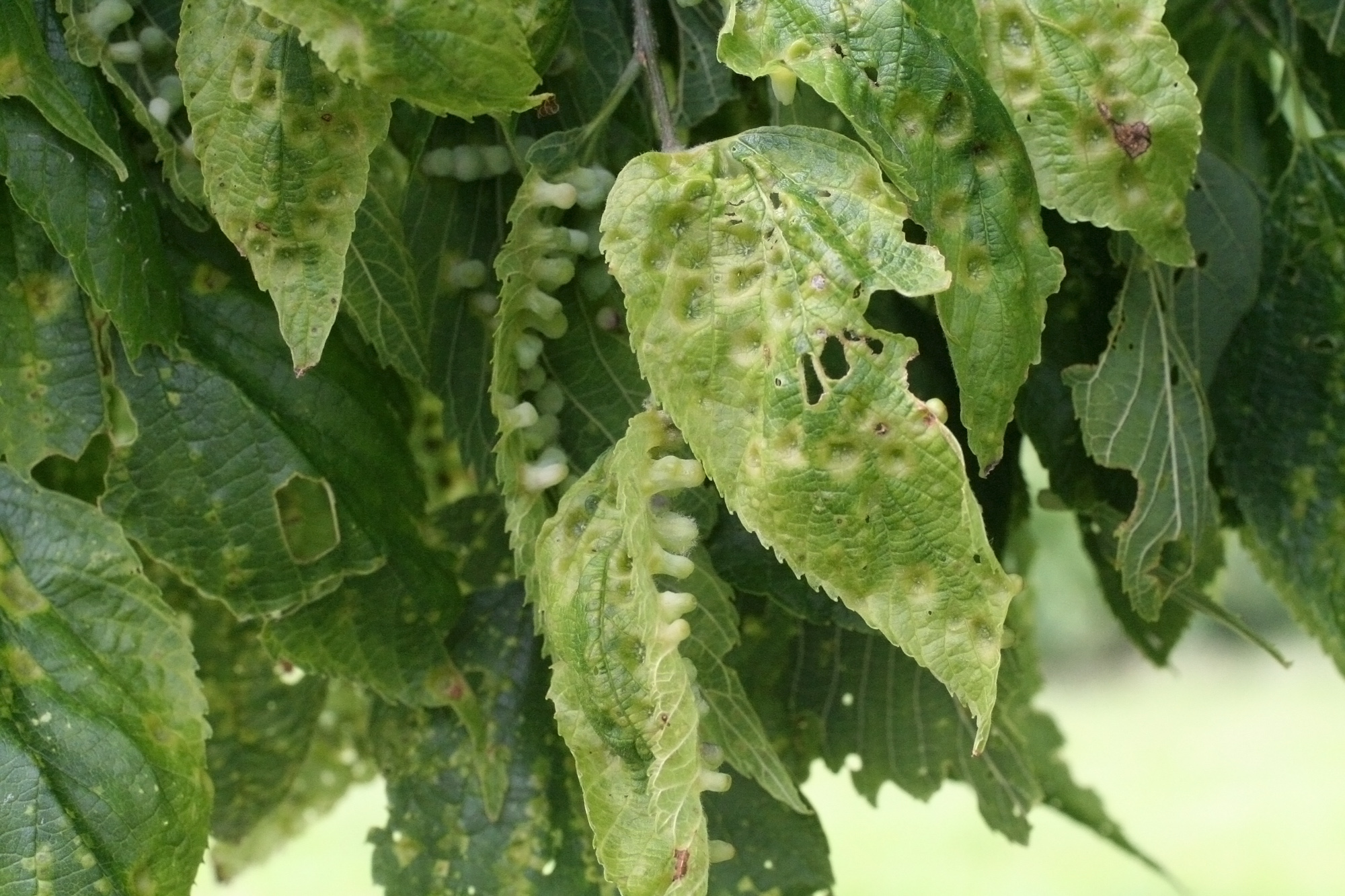 hackberry – Woody Plants of Ohio