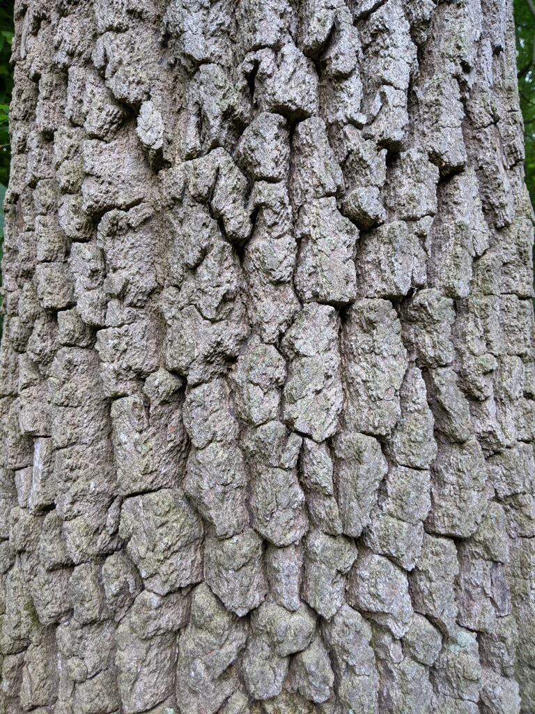 blackgum Woody Plants of Ohio