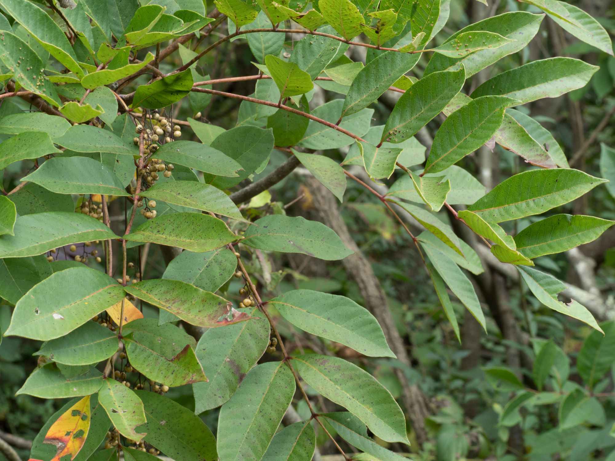 poison-ivy – Woody Plants of Ohio