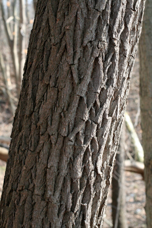 sassafras – Woody Plants of Ohio