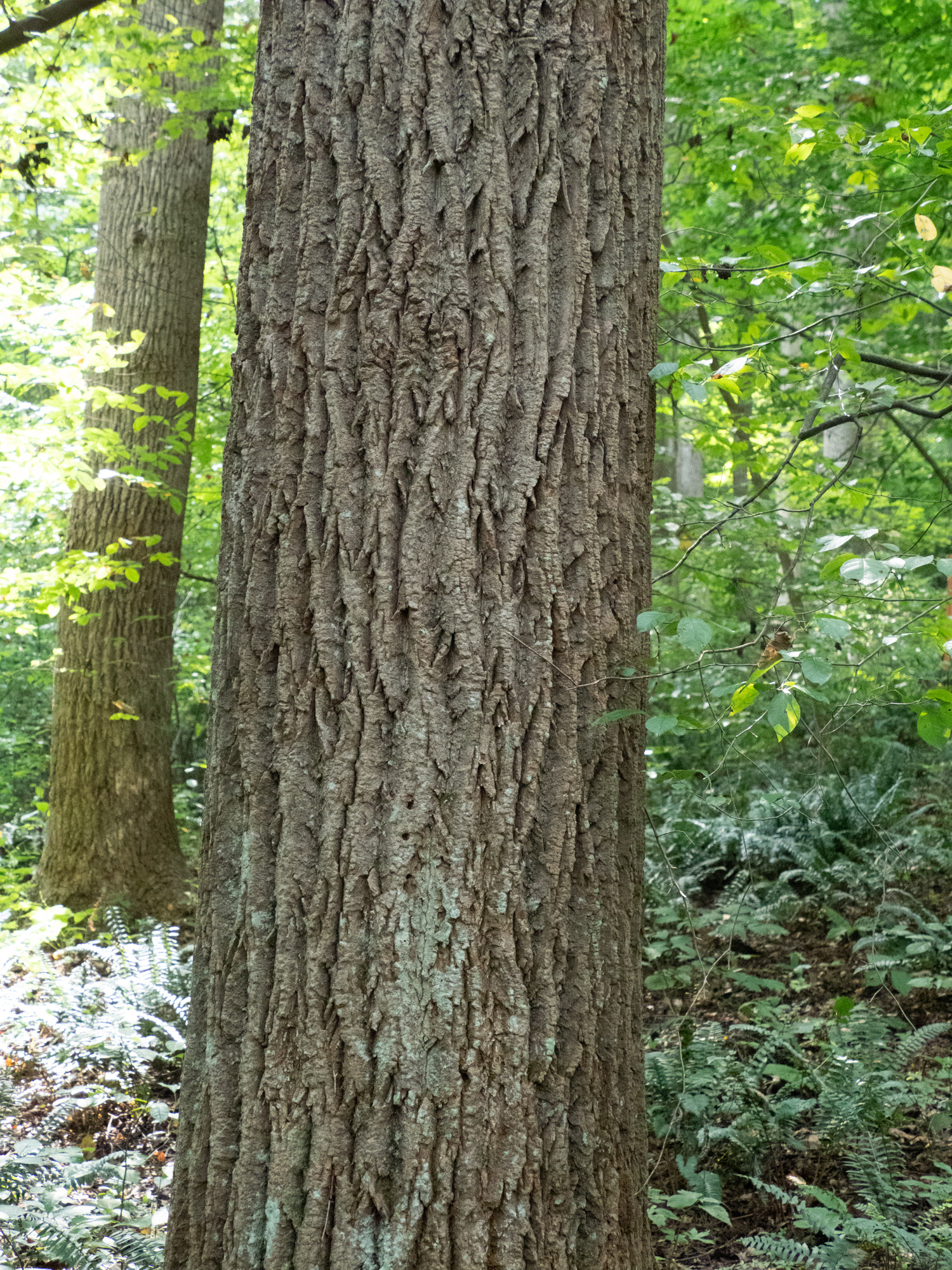 tuliptree – Woody Plants of Ohio