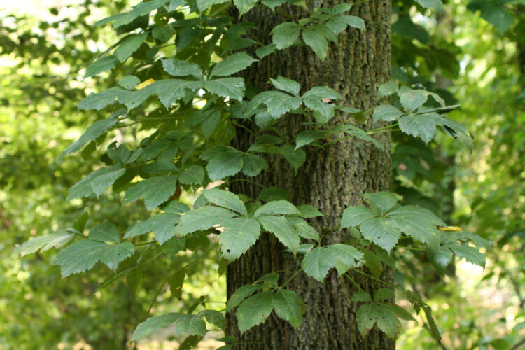 Virginia Creeper Vine - Urban Forest Dweller