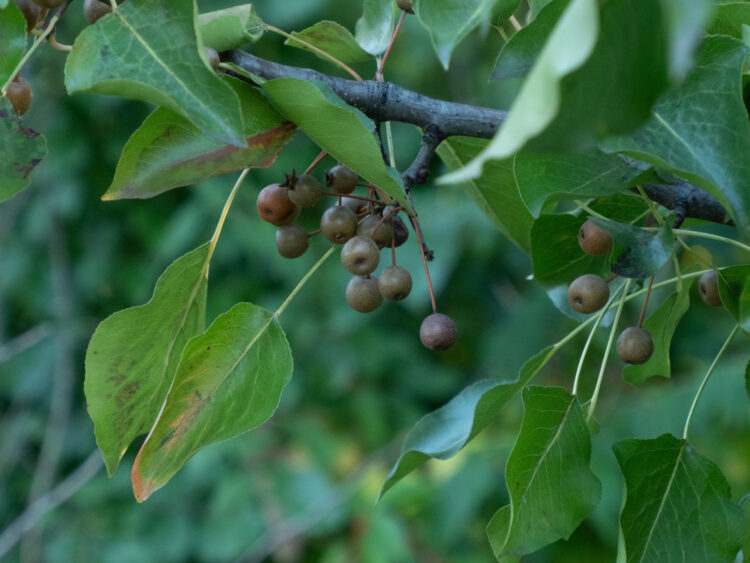 pyrus calleryana fruit