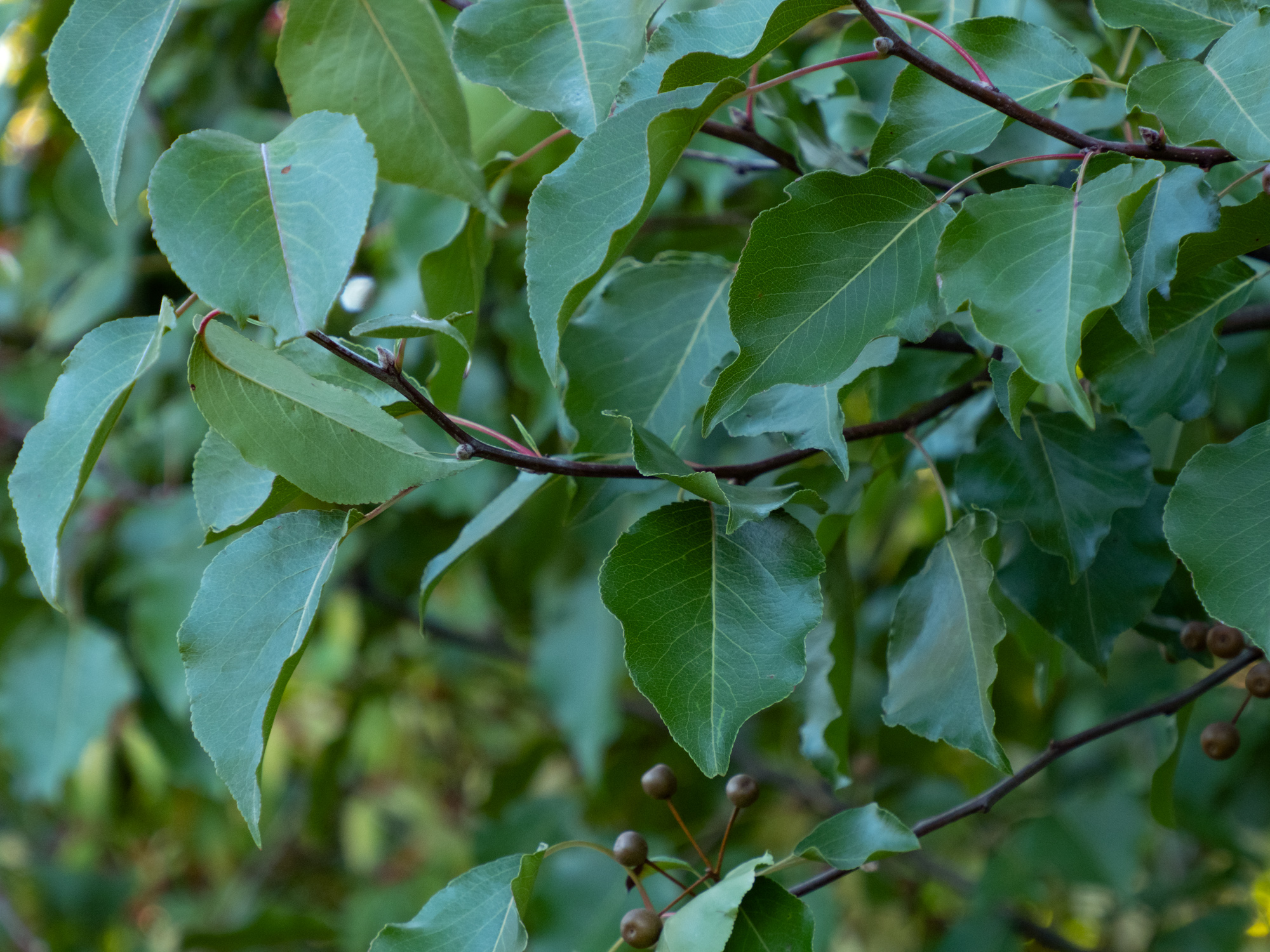 Callery pear Woody Plants of Ohio