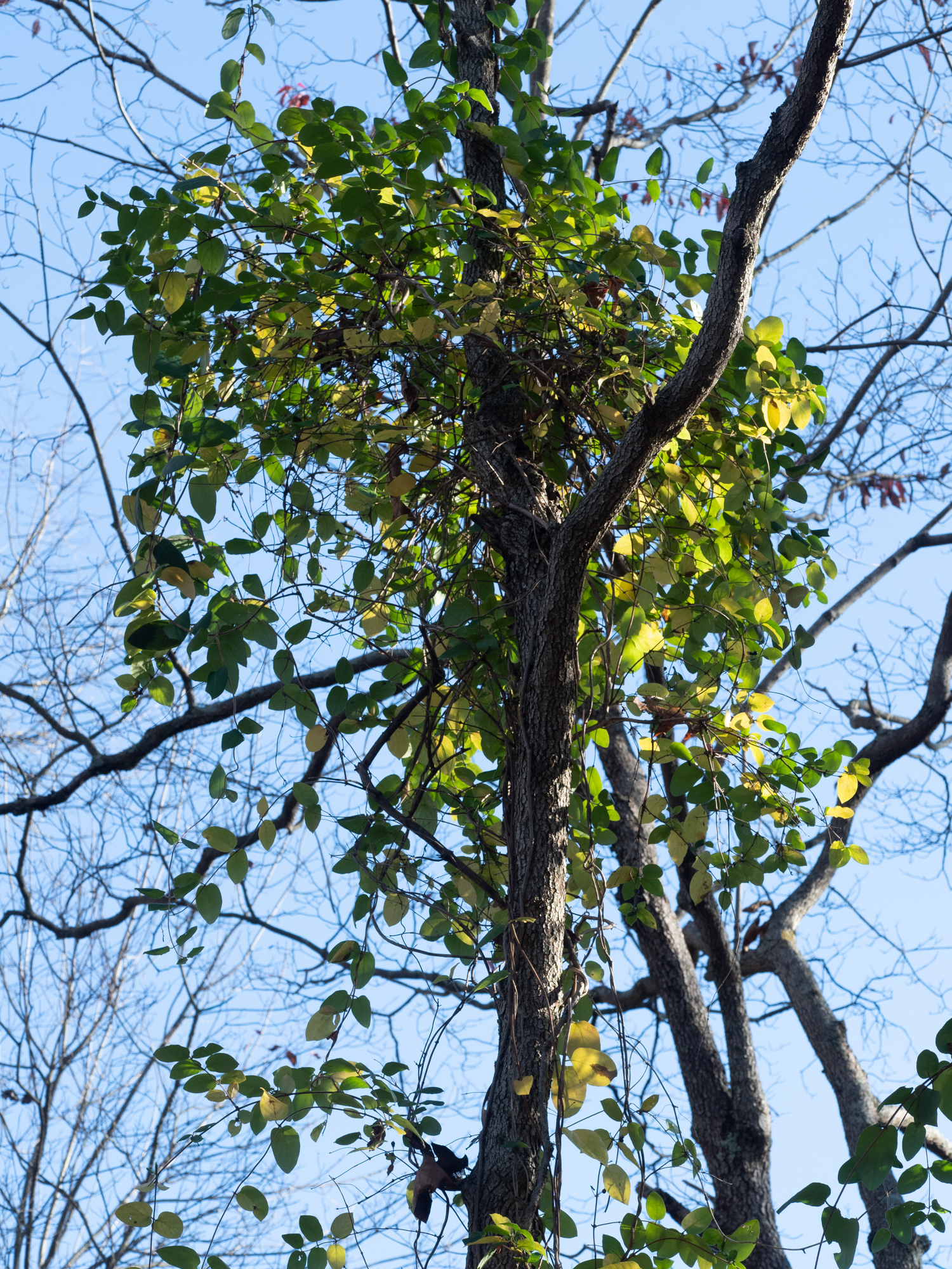 Japanese honeysuckle Woody Plants of Ohio