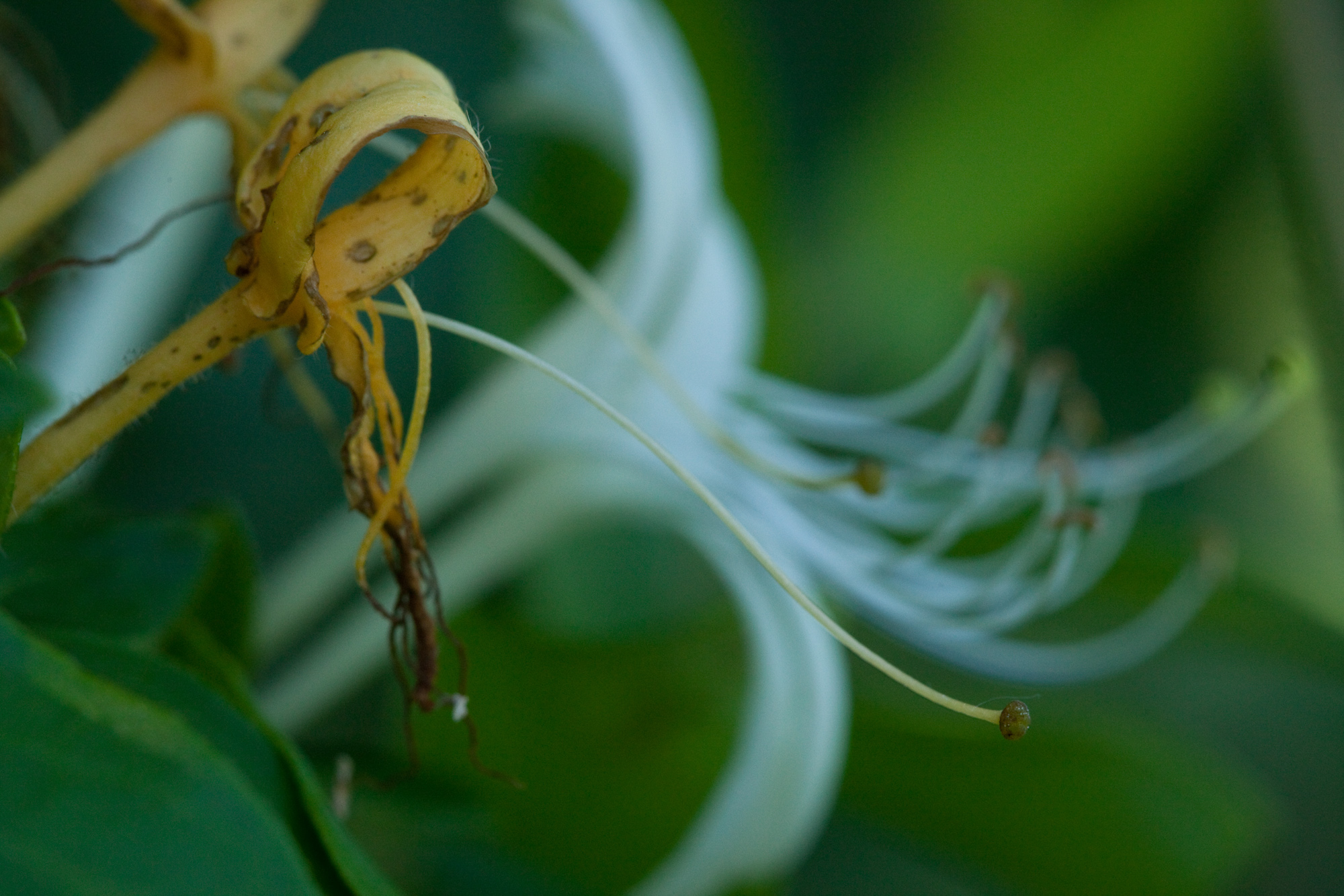 Japanese honeysuckle Woody Plants of Ohio