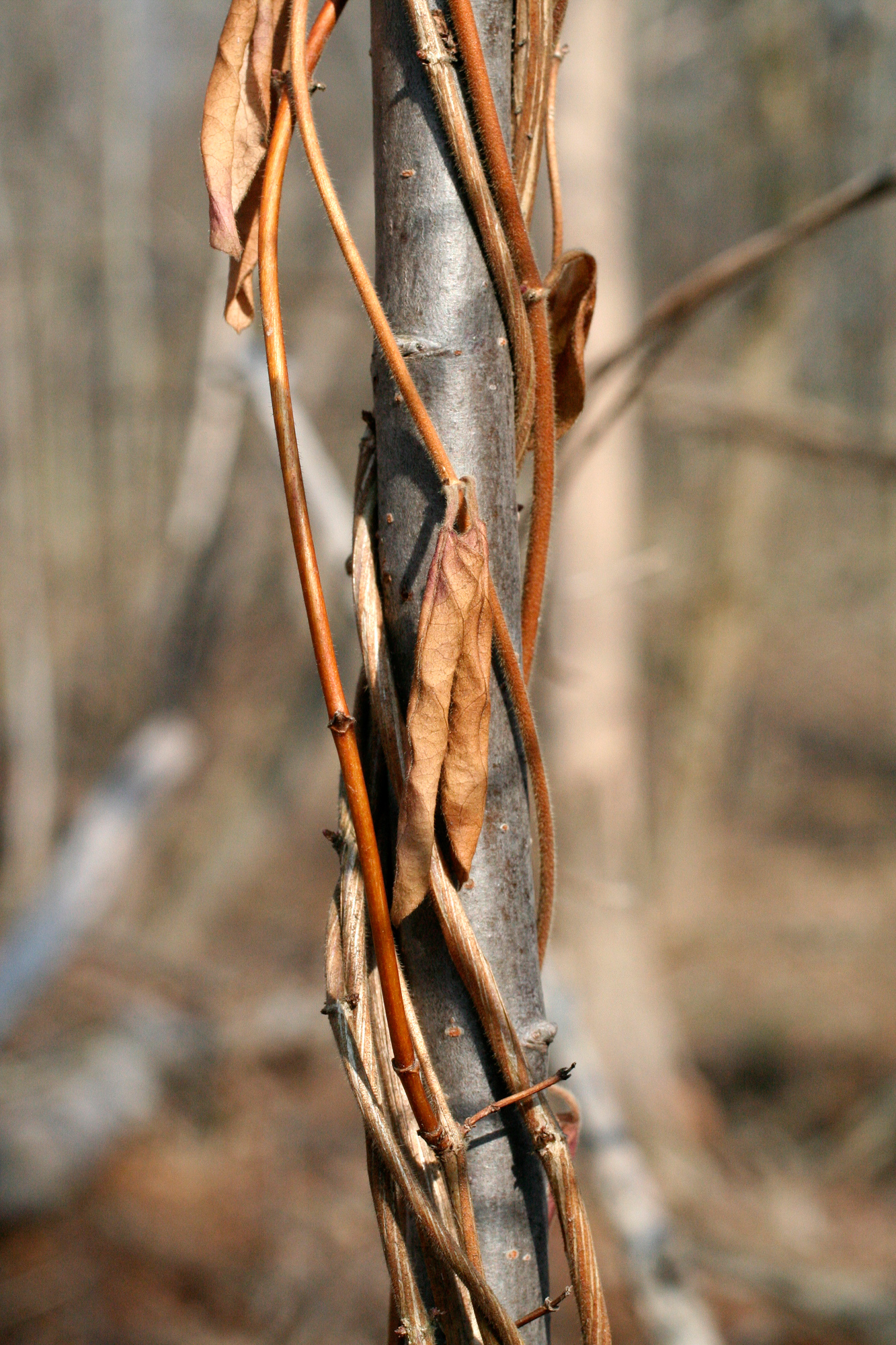 Japanese honeysuckle Woody Plants of Ohio