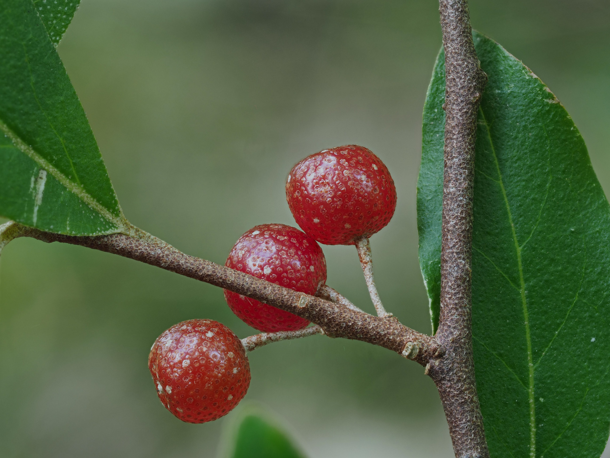 thumbnail image 2 of Autumn Olive Berries For Planting – Fresh Organic Vernalized Seeds – 30 Count 2 of 4