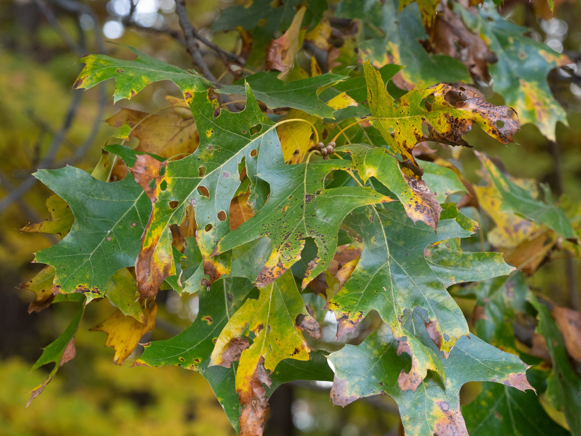 black oak Woody Plants of Ohio