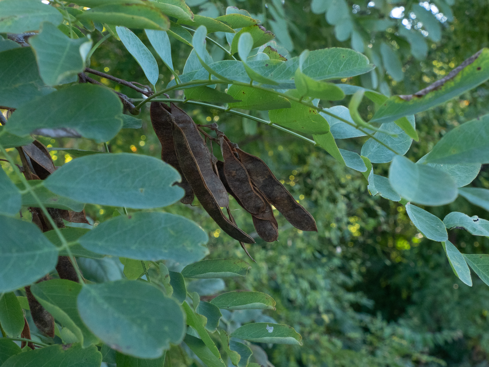 black locust – Woody Plants of Ohio