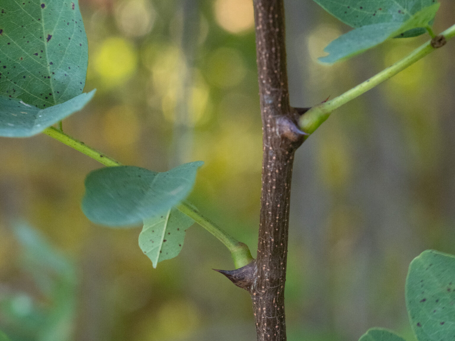 black locust Woody Plants of Ohio