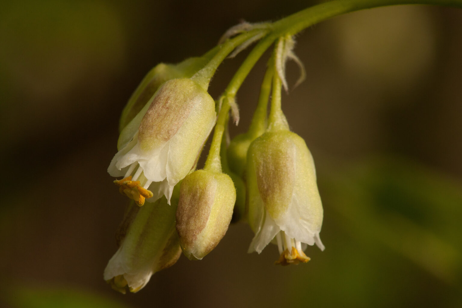 American bladdernut – Woody Plants of Ohio