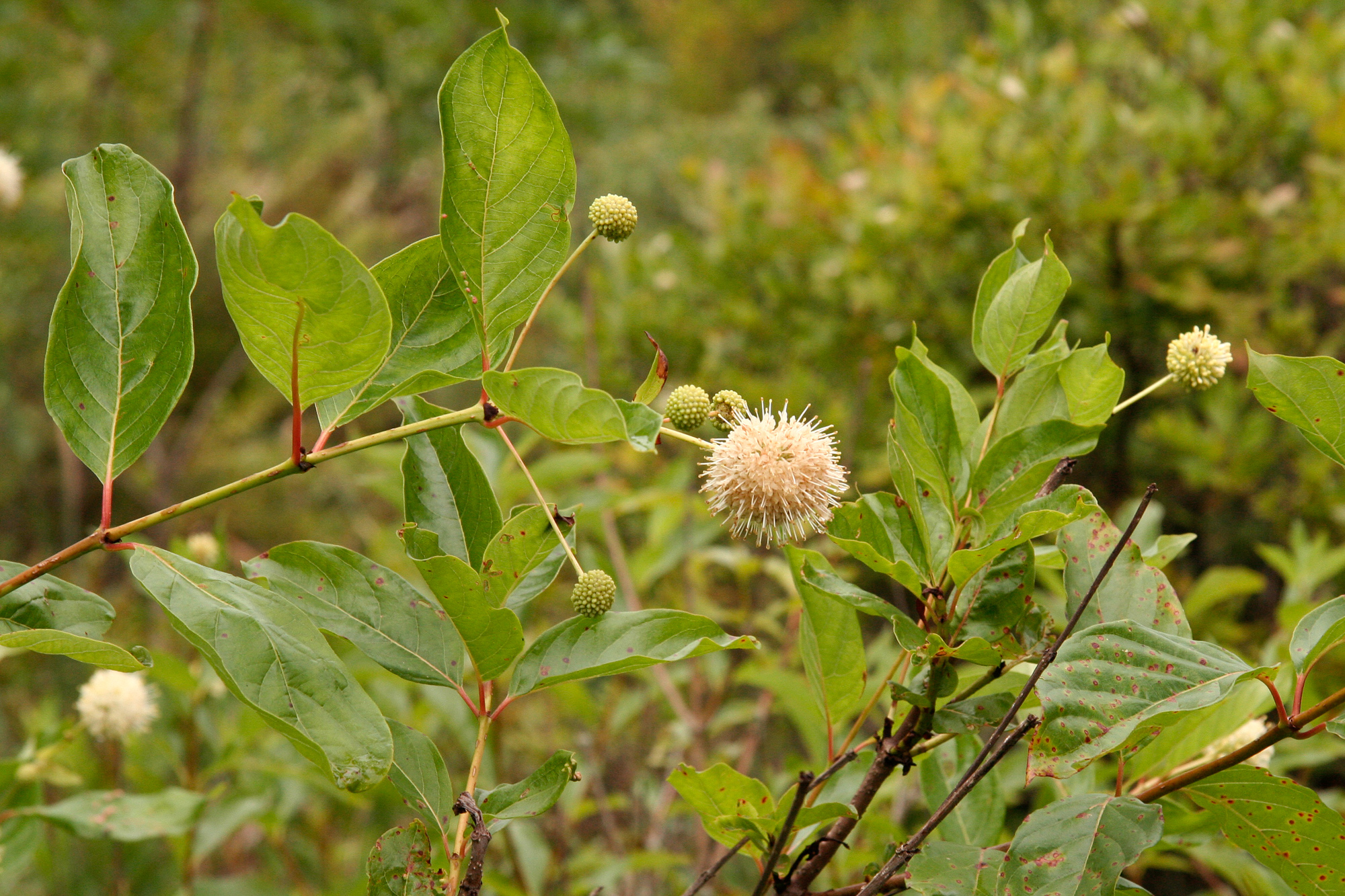 buttonbush-woody-plants-of-ohio