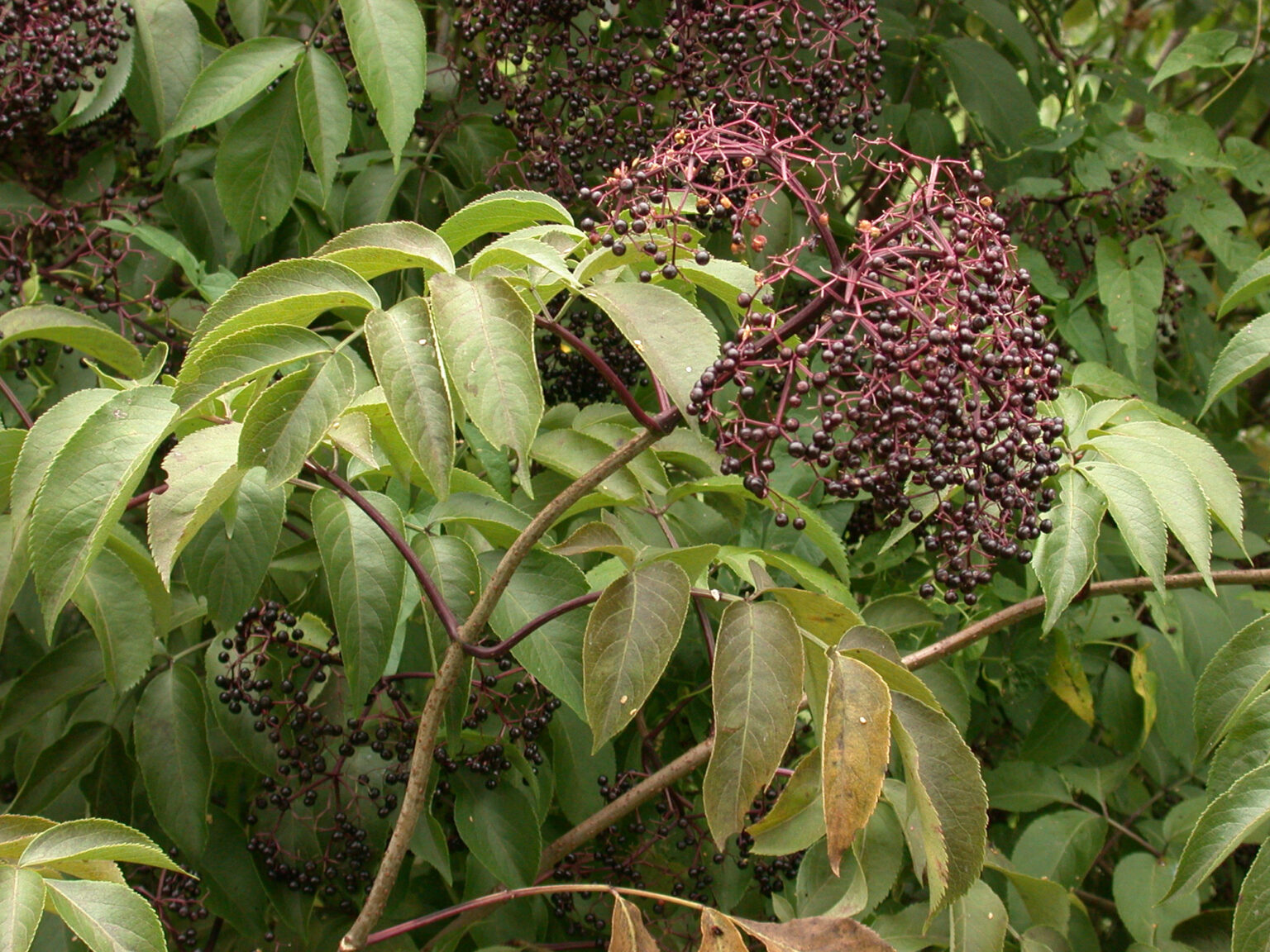 common elderberry Woody Plants of Ohio