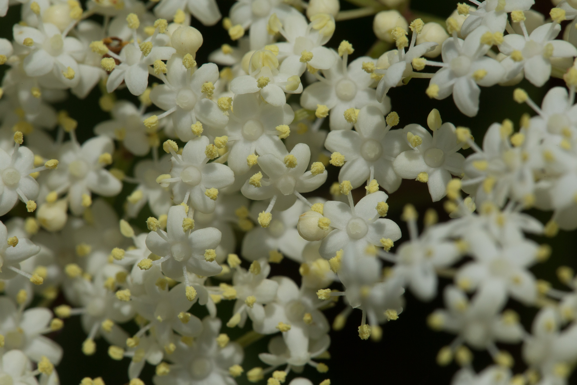 common elderberry Woody Plants of Ohio