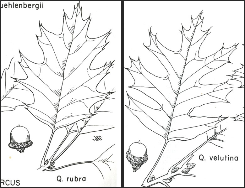 black oak Woody Plants of Ohio