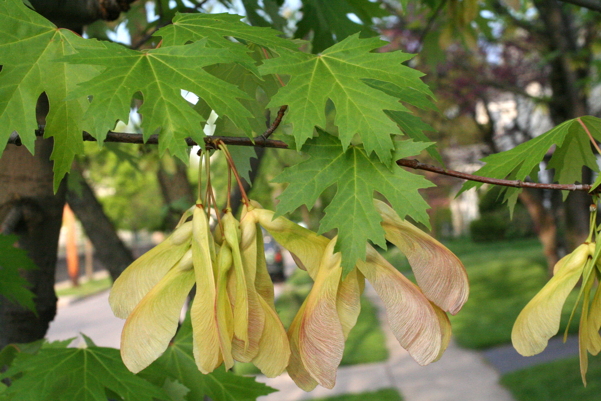 silver maple – Woody Plants of Ohio