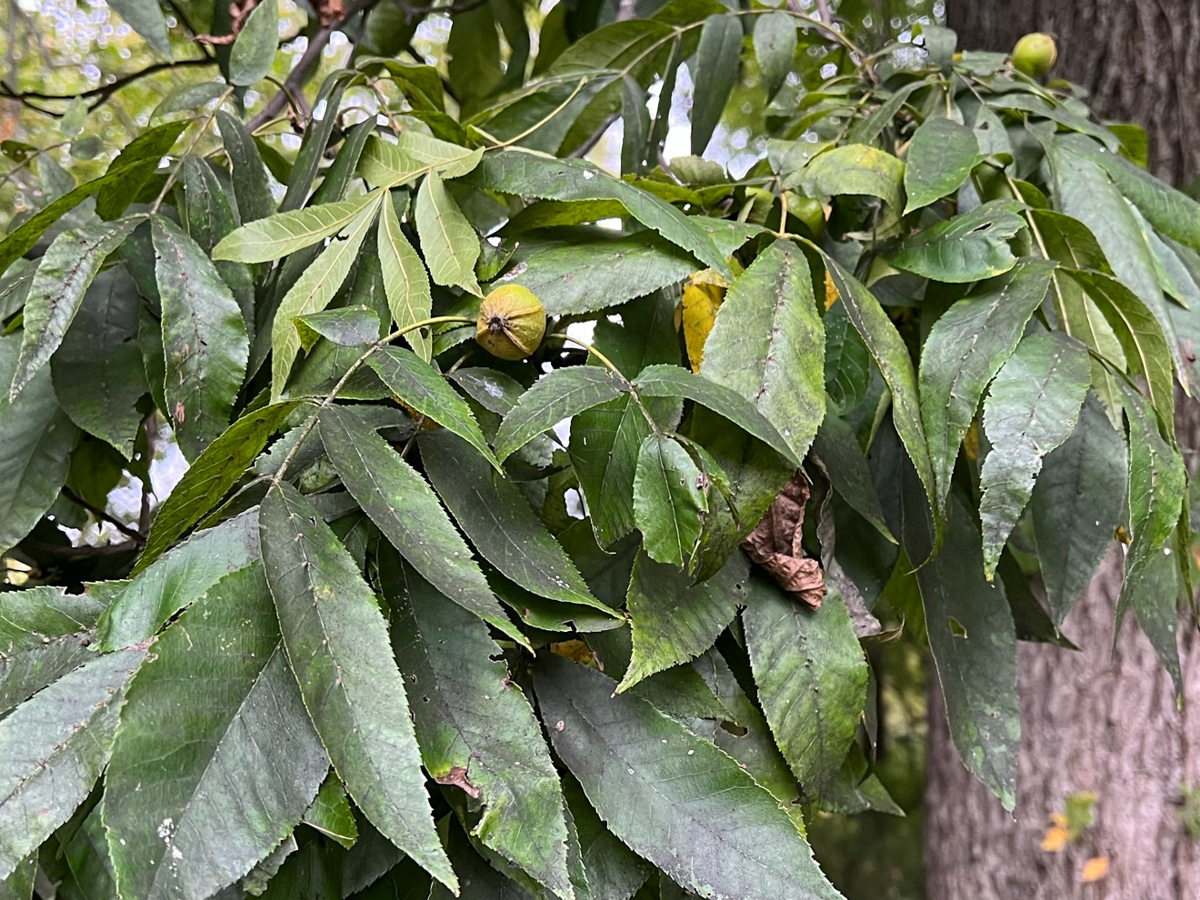 bitternut hickory Woody Plants of Ohio