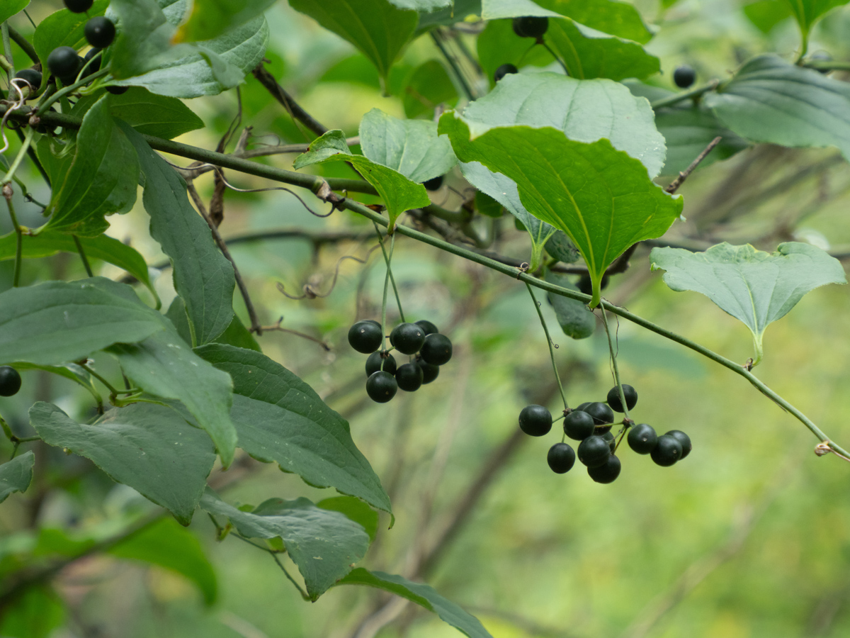 Briers Definition Wahkeena Quiz – Woody Plants of Ohio